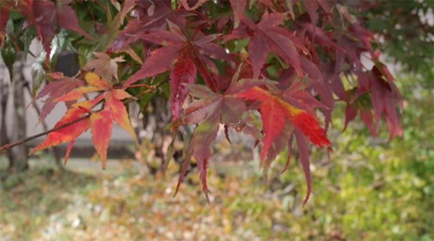 autumn leafs in the park