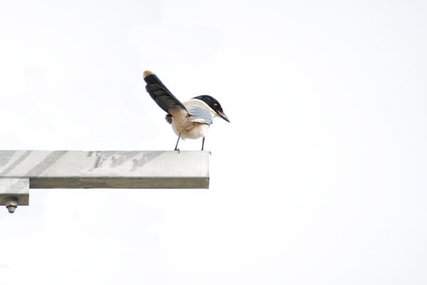 Azure bird on a pole