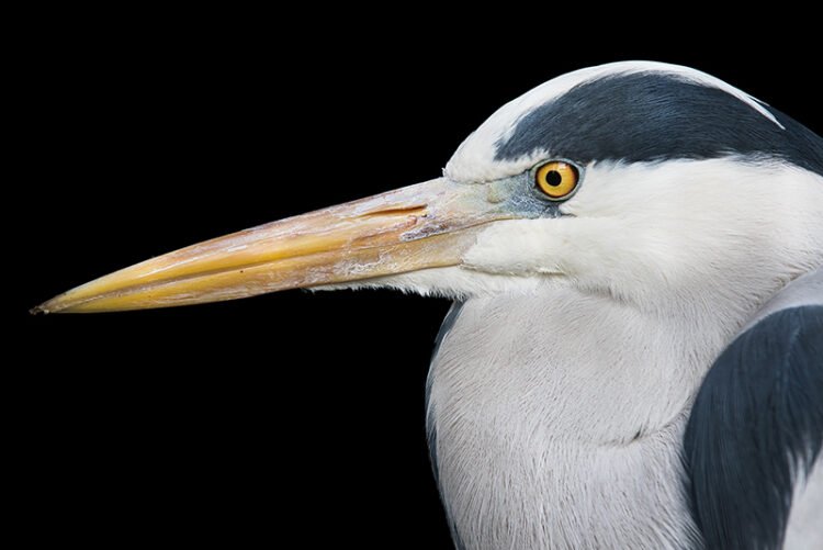 heron eyes