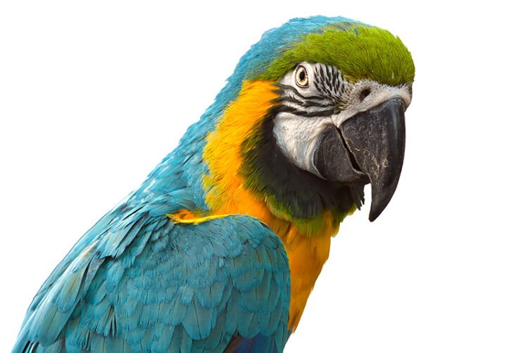 green and yellow macaw giving pose for a picture