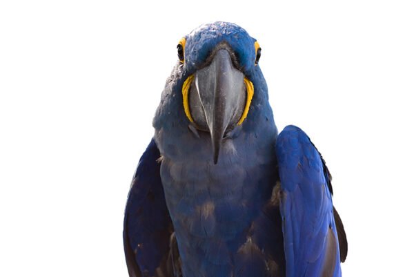 Blue macaw with white background