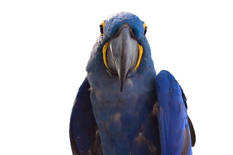 Blue macaw with white background