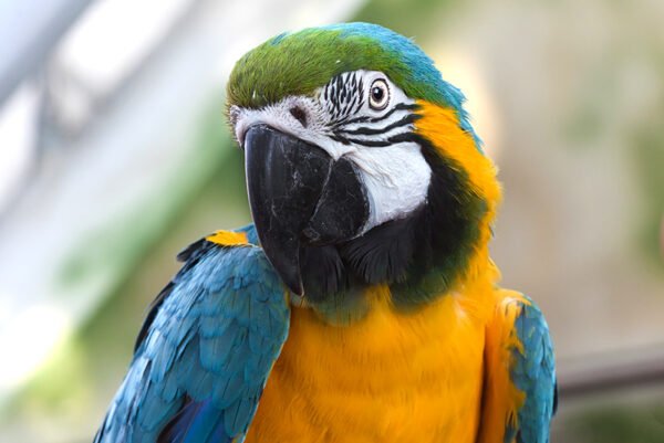 Green yellow macaw close up