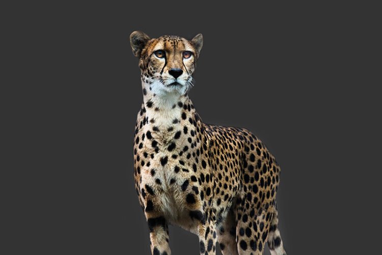 cheetah portrait with a dark grey background