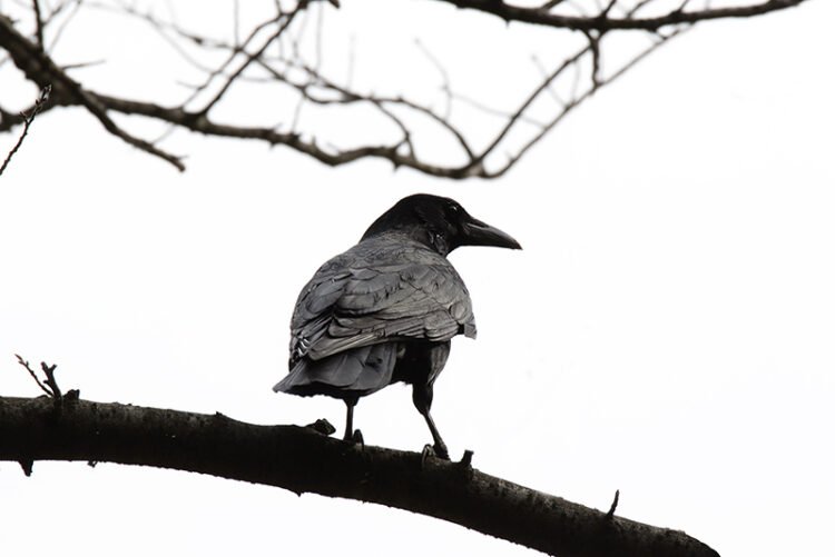 a black and white crow