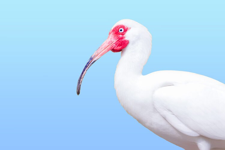 ibis bird with a blue background