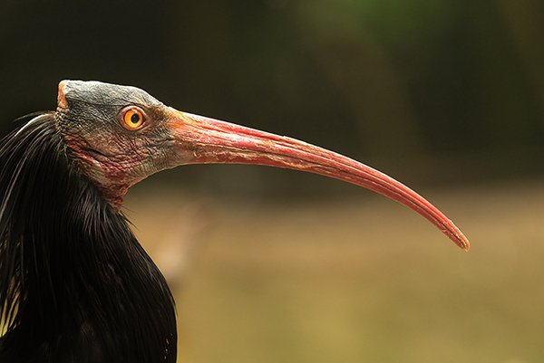 close up of a bald ibis bird with its long beak