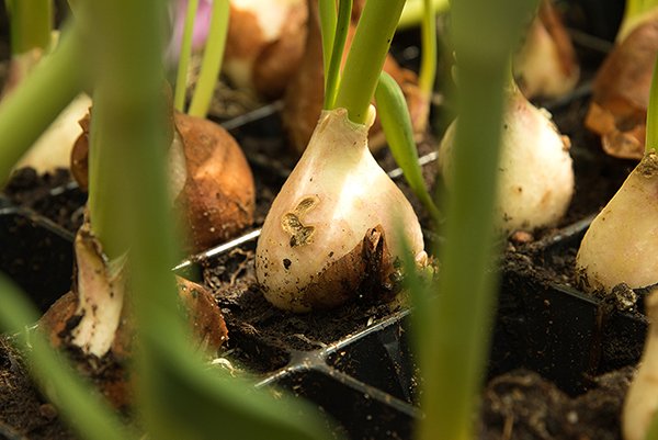 growing onions