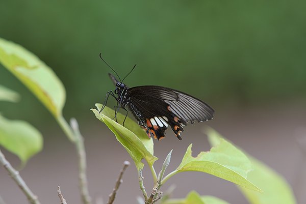 black butterfly on a green leaf