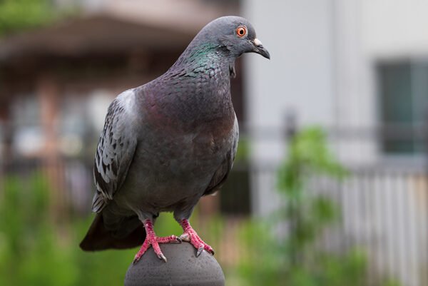 Pigeon with red foot