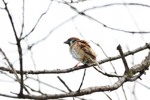 Sparrow on the tree branch