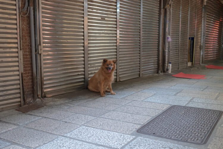 street dog guarding the shop