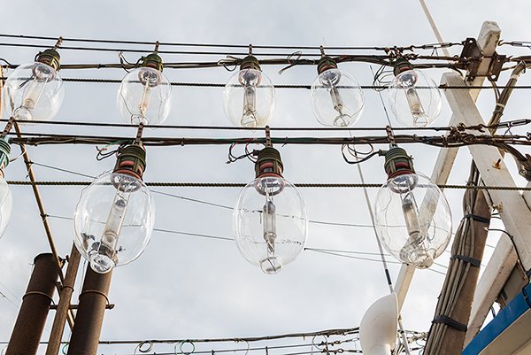 close up of giant bulbs