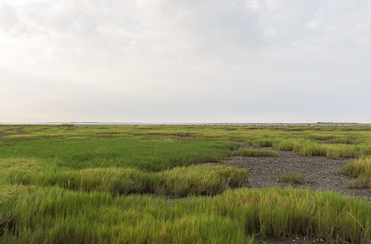 Wide angle view of a green grass