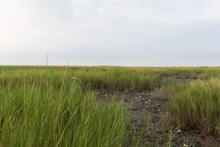 green grass in a wetland during low tide