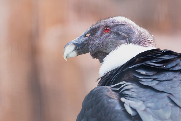 vulture in the zoo