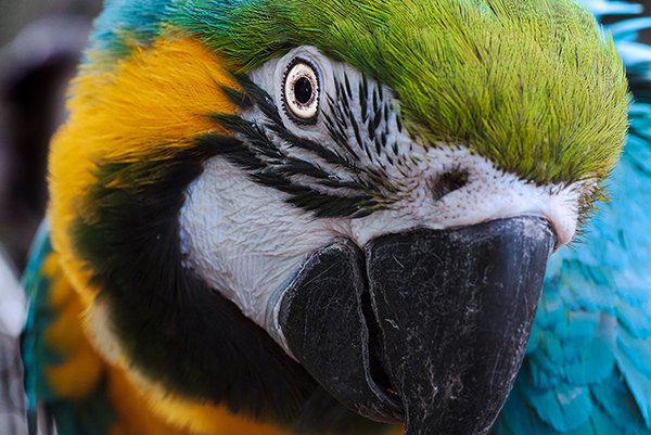 close up of a macaw bird