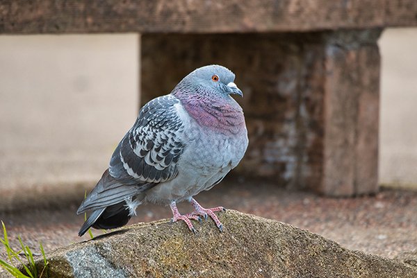 Pigeon resting