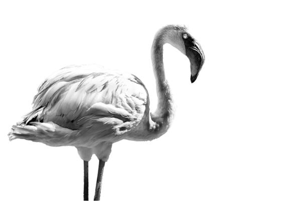 black and white portrait of a flamingo