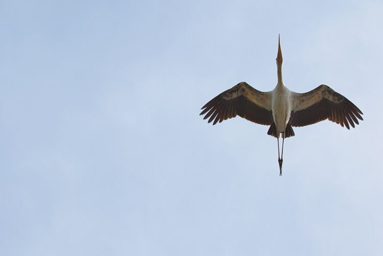 Large stork passing by