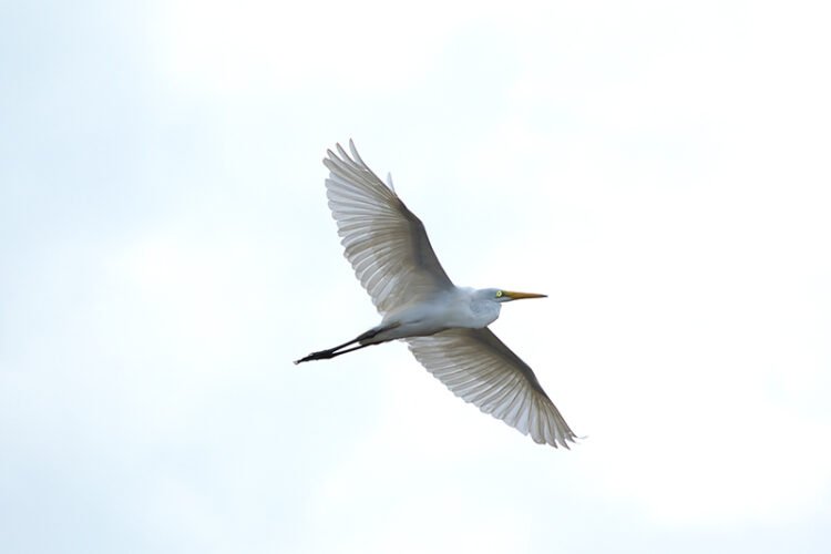 Egret flying in the sky