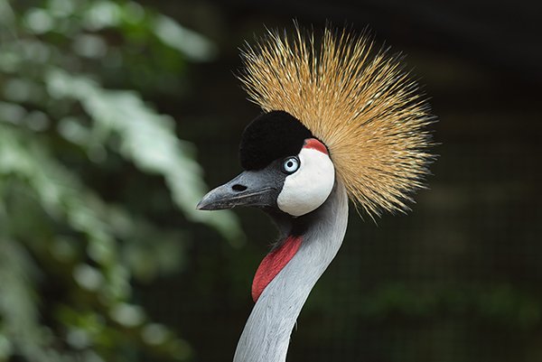 beautiful crane bird