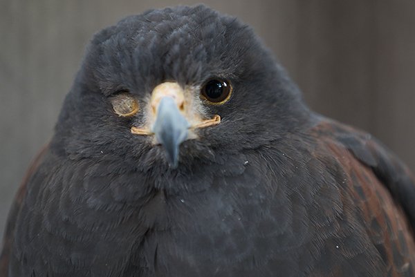 rescued eagle with one eye