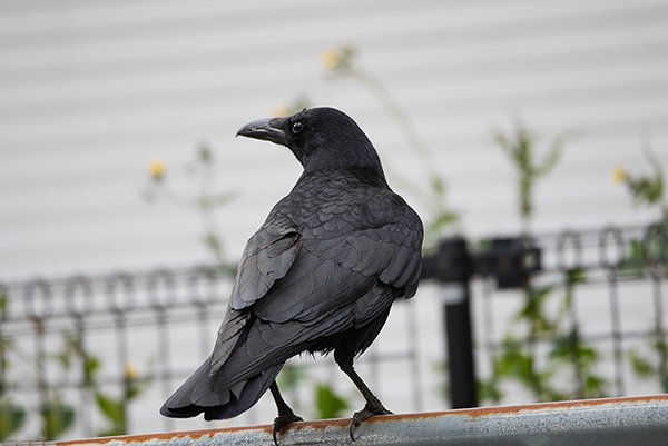 a Japanese crow on a steel fence