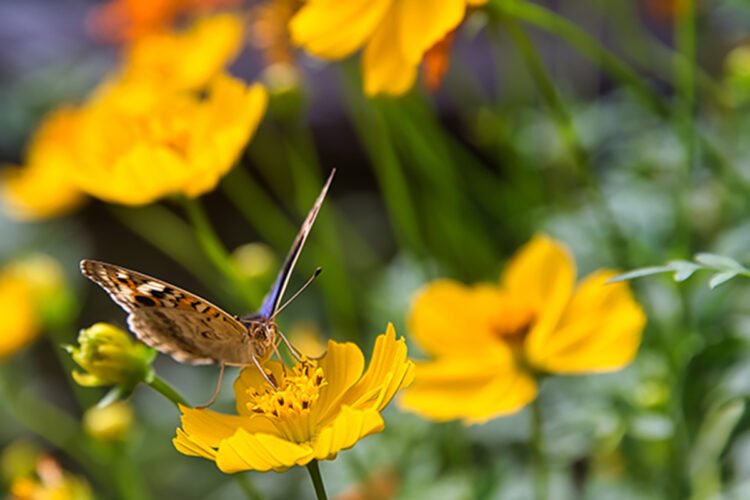 butterfly on a yellow flower