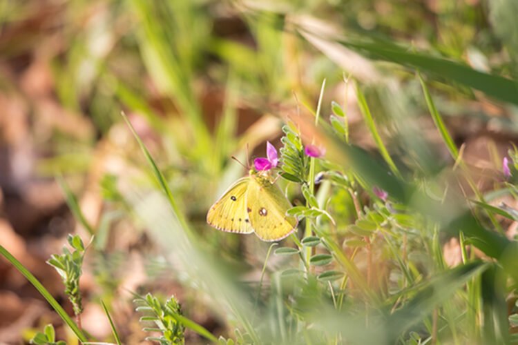 yellow butterfly on a pink flower