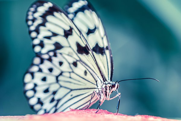 a close up of a butterfly sitting on a water melon