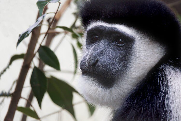 portrait of a colobus monkey