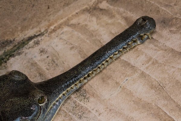 A closeup of a croc face