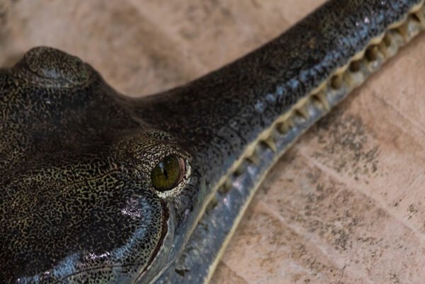 A close up of a croc eye