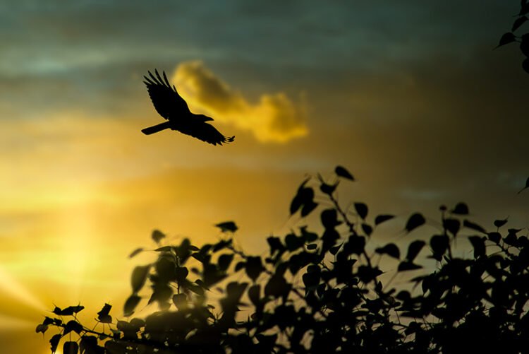 A crow flying during sunset