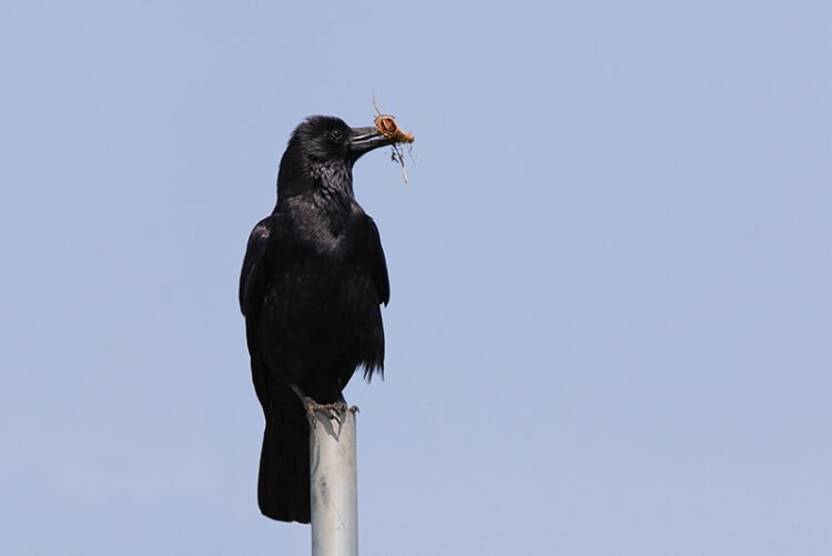 Japanese crow holding wood piece for nesting