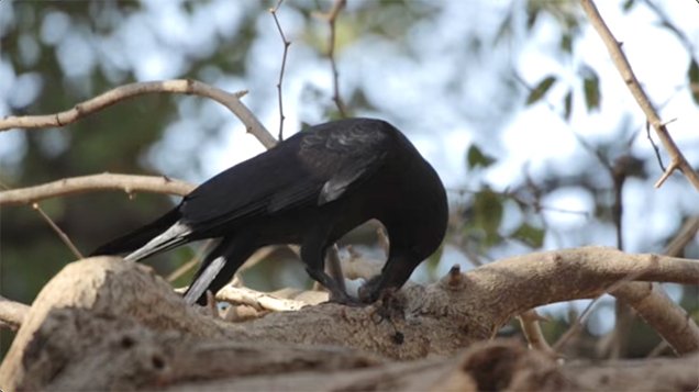 Crow eating a baby bird