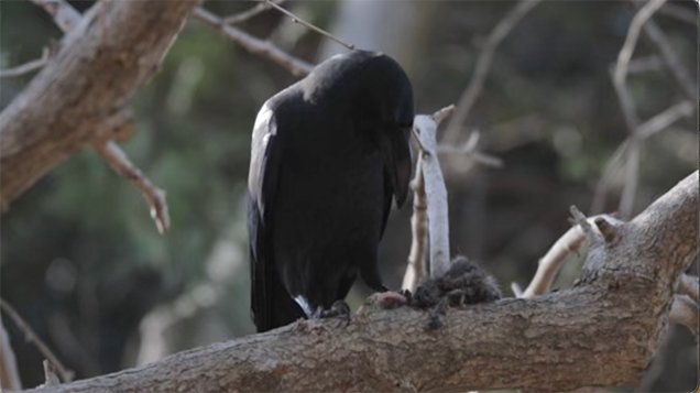 crow eating it's prey