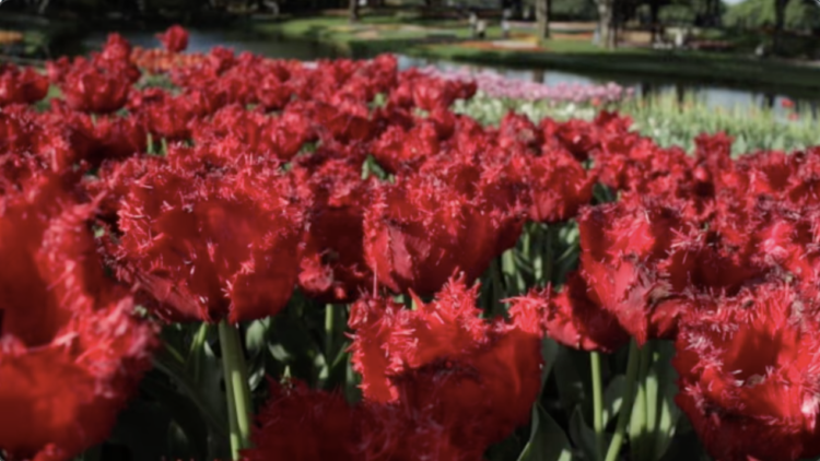 dark red flower in the field