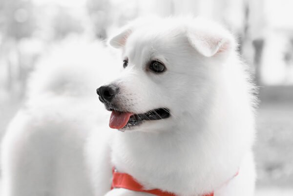 A dog portrait with red leash