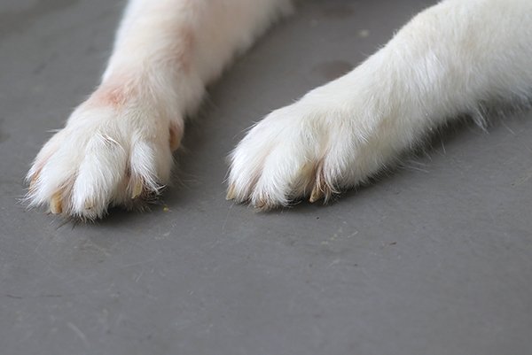 dog paw