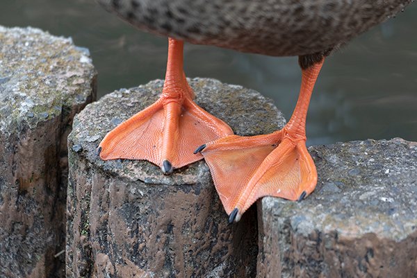 duck feet