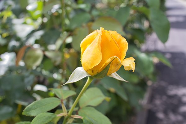 half bloom yellow rose