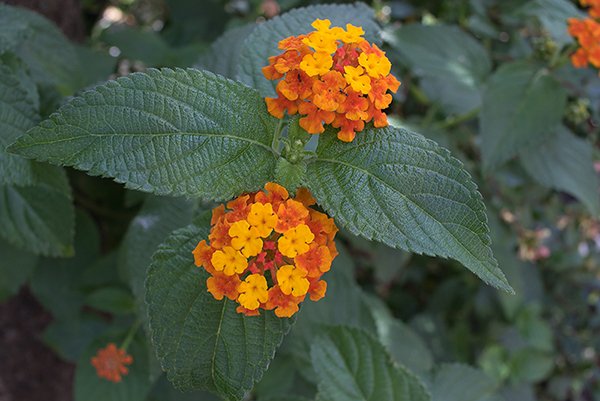 a set of two seasonal flowers