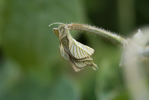 an old leaf