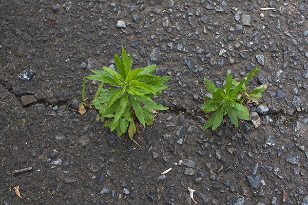 small plant growing in the middle of the road