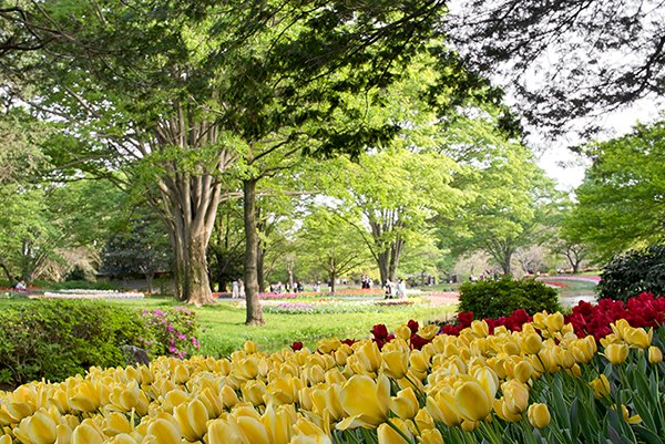 tulips in the tulip garden