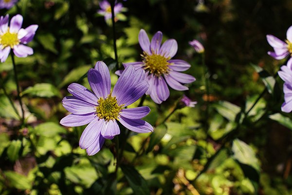 purple color flowers