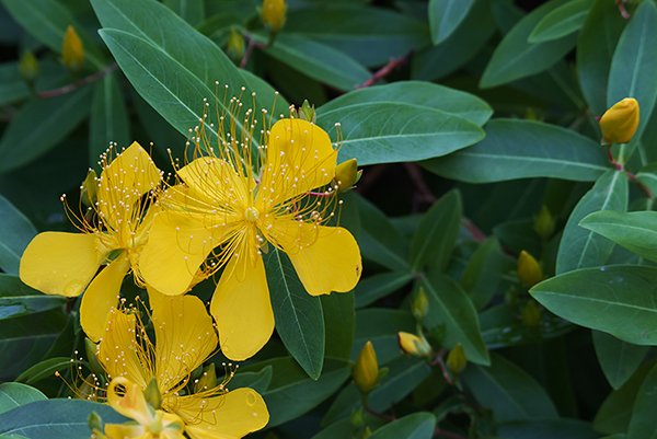 yellow flower with green leafs