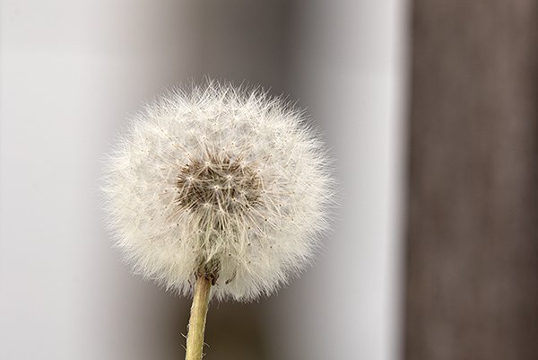 an isolated dandelion flower